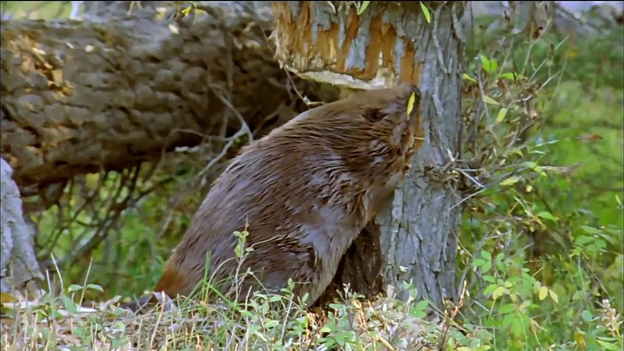 How_Beavers_Build_Dams___Leave_it_to_Beavers___PBS