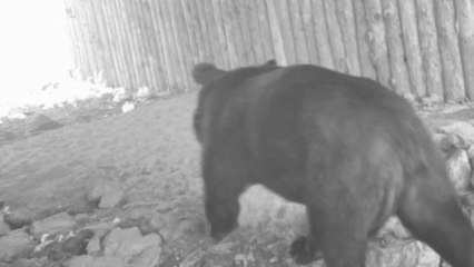 반달가슴곰·멧돼지도 어슬렁...생태통로 이용 부쩍 늘어 / YTN