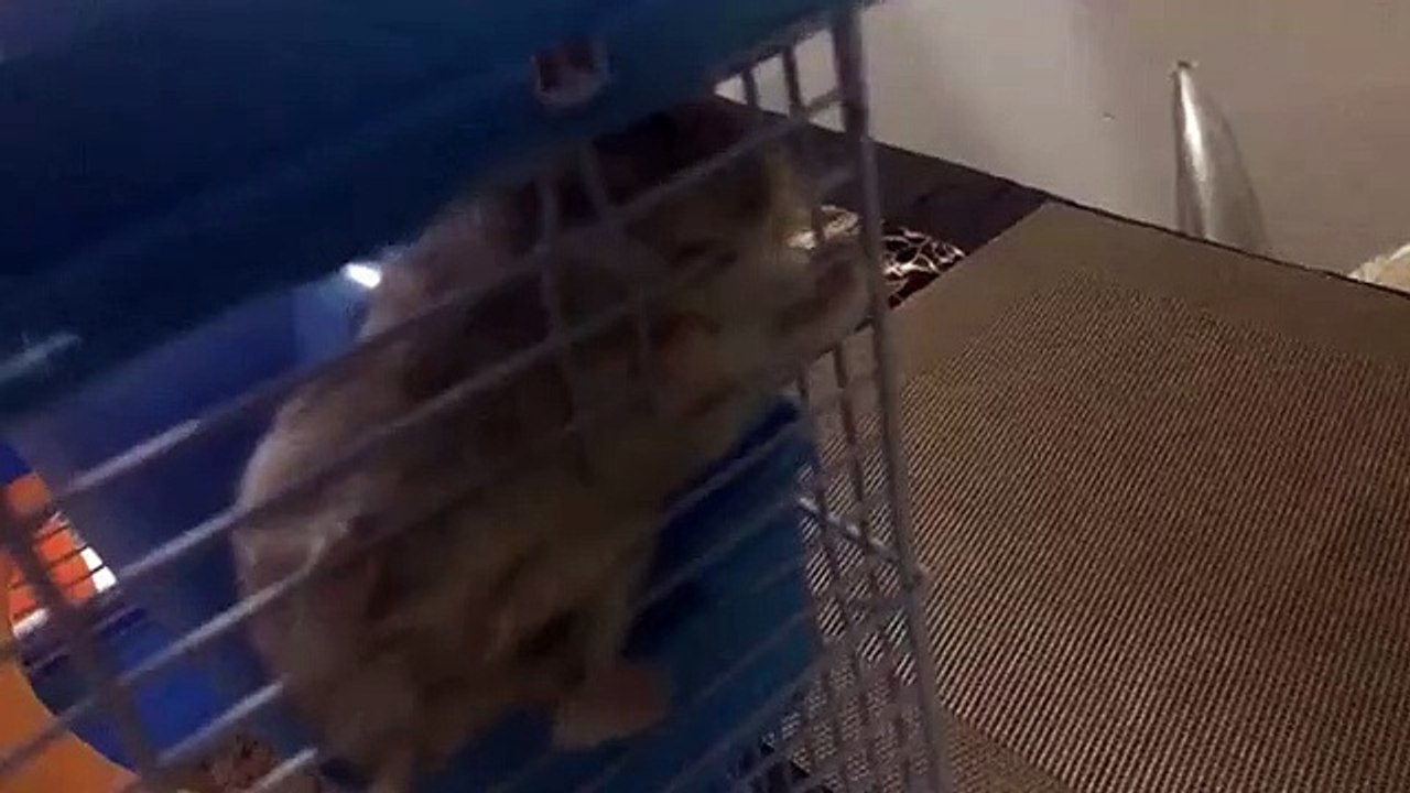 Hamster