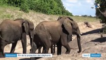 Botswana : fin de la protection des éléphants