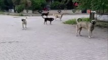 Köpekleri görüntülemek isterken saldırıya uğradı