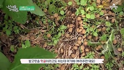 곤드레로 성공할 수 있었던 황금 비법 대공개!