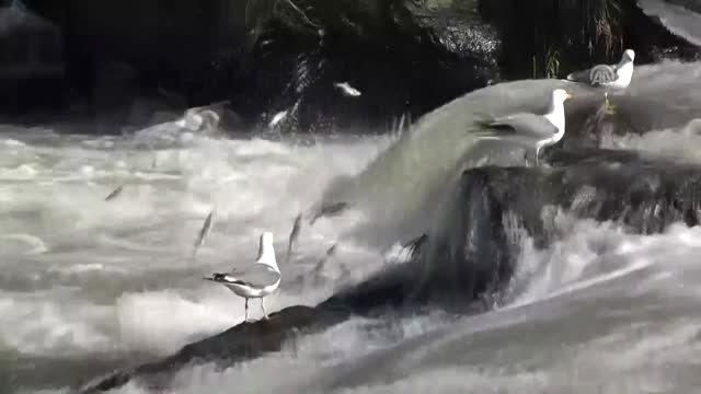 9. Uluslararası İnci Kefali Göçü Kültür ve Sanat Festivali