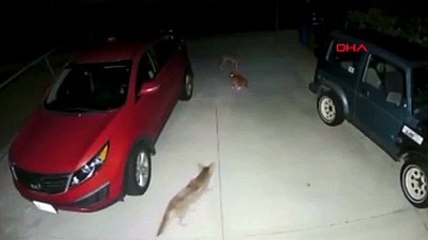 Korkusuz kedi kendisine saldıran çakalları kovaladı