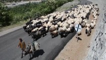 Karadeniz'de göçerler yayla yollarında