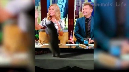 Funniest  Dogs and  Cats - Awesome Funny Pet Animals' Life Videos