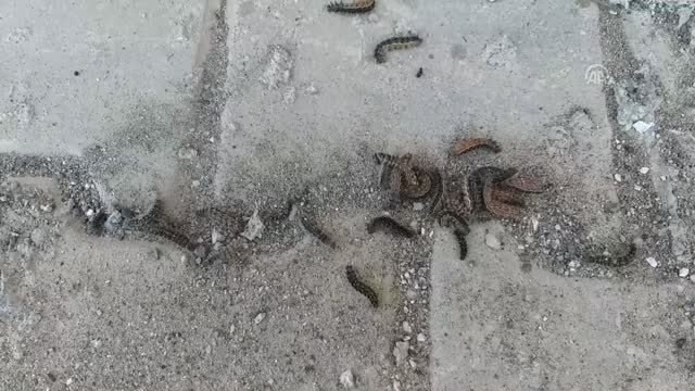 Suşehri'nde sanayi sitesinde tırtıl yoğunluğu - SİVAS