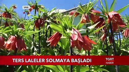 Ters Laleler Solmaya Başladı