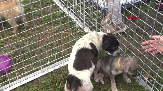 İZMİR PATİ DOSTLARI FESTİVALİ'NDE RENKLİ GÖRÜNTÜLER OLUŞTU
