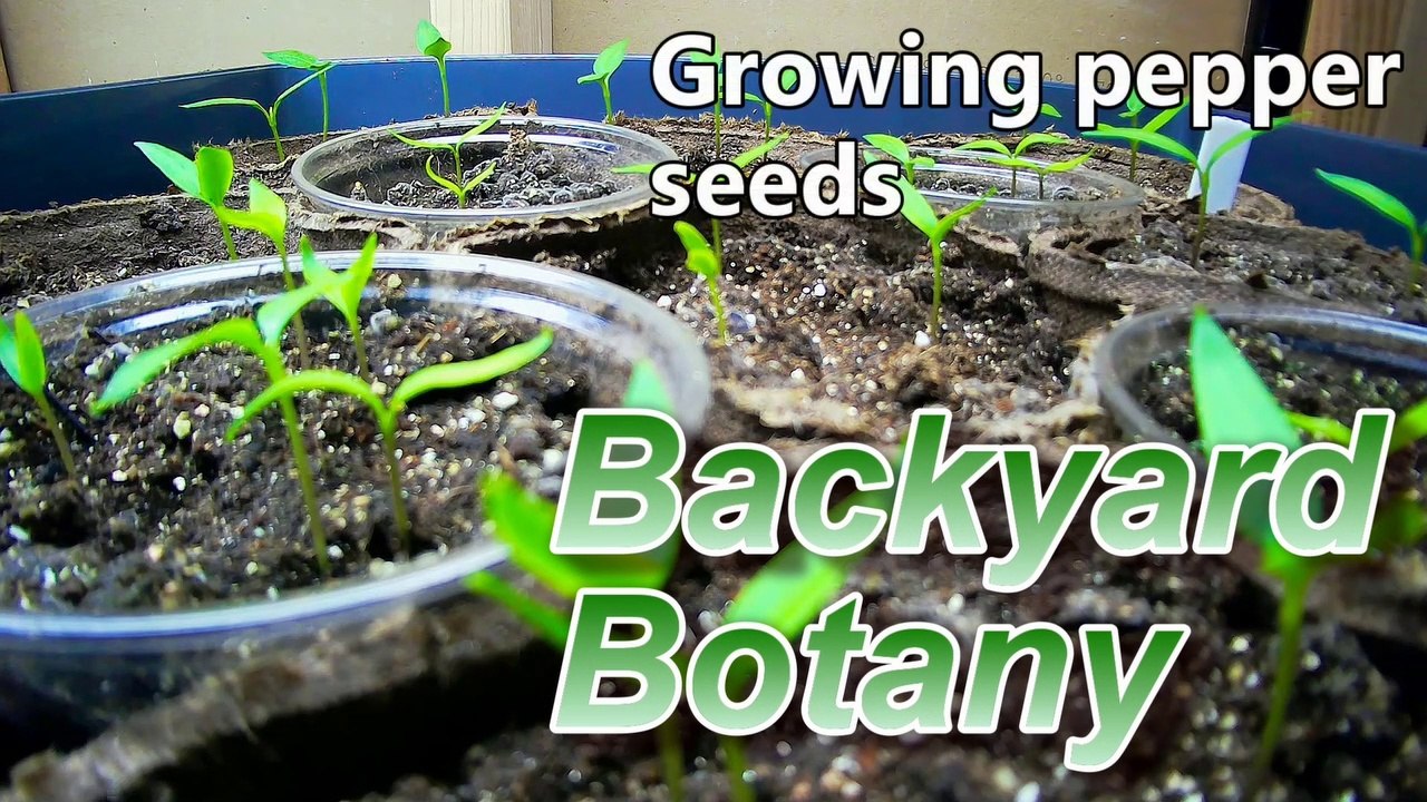 From Seed to Seedling- Backyard Botany