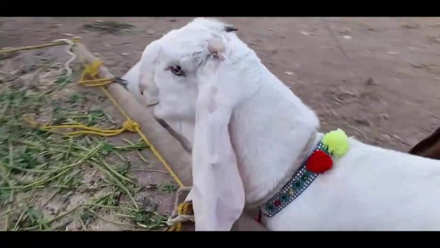 Makhi Cheena Bakra aur Bakriyan aur Lelay Episode 1 - BakraEid in Pakistan 2018 Tayyariyan