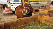 MOST EXPENSIVE BACHRA BAKRA EID 2018 - Lahore - Bakra Mandi - Cow Mandi - Bakra Eid in Pakistan