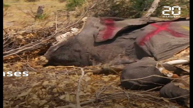 Le Botswana lève l'interdiction de la chasse aux éléphants