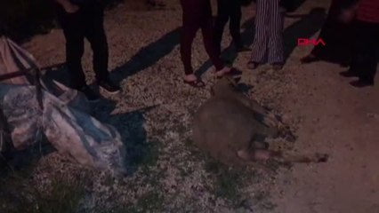 TEKİRDAĞ ÇİFTLİKTEN ÇALDIKLARI KOÇLARI 'ÇEK ÇEK'LE GÖTÜRMEK İSTEDİLER