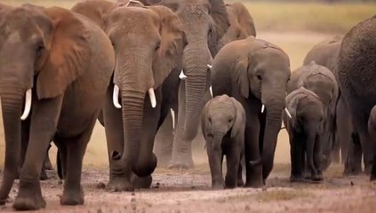 Equator.from the Air S01E01 Africa