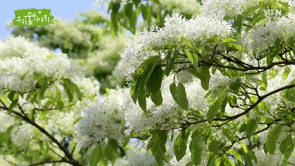 [삼삼오오 우리 숲 이야기] 이팝나무, 할미꽃 / YTN