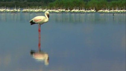 FLAMINGOS Animals for children. Kids videos. Kindergarten - Preschool learning