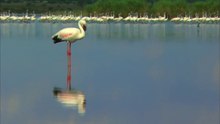 FLAMINGOS Animals for children. Kids videos. Kindergarten - Preschool learning