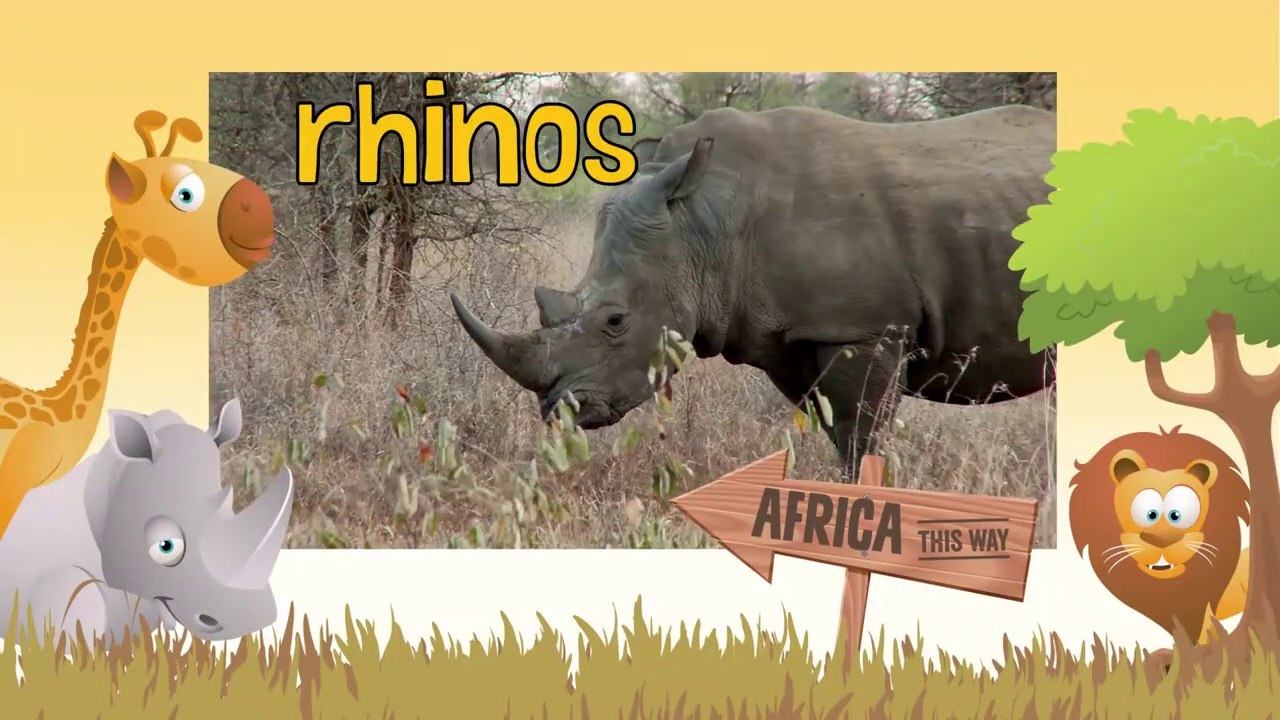 RHINO Animals for children. Kids videos. Kindergarten - Preschool learning