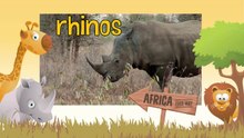 RHINO Animals for children. Kids videos. Kindergarten - Preschool learning