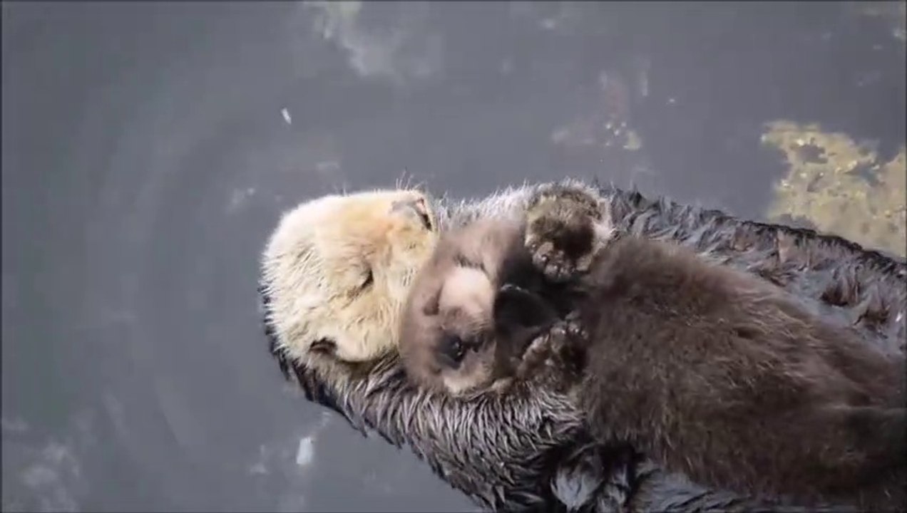 【動物園】ラッコの赤ちゃんがお母さんのおなかの上で熟睡する姿が超絶カワイイわｗｗｗ