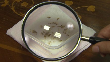 천만 원짜리 침대에서 나온 '벌레떼'...원인은 오리무중 / YTN