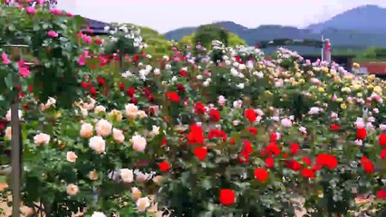 Gel Gönüle Gir Gönüle