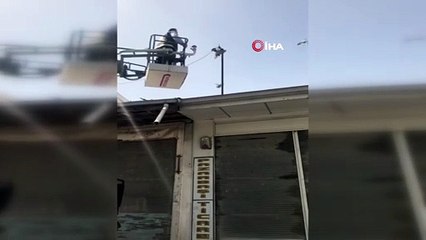 Elektrik teline dolanan güvercin itfaiye ekipleri tarafından kurtarıldı