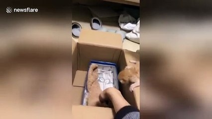 Une chatte éduque son chaton