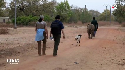 Un éléphanteau et un mouton deviennent inséparables après s'être rencontré chez des soigneurs - Regardez