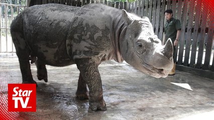 Malaysia’s last male Sumatran rhino dies