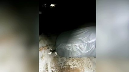 El gato que se bate en duelo con los coyotes