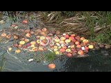 RTV Ora - Fermerët e Devollit nuk kanë treg për mollët, mundi i një viti shkon në lum