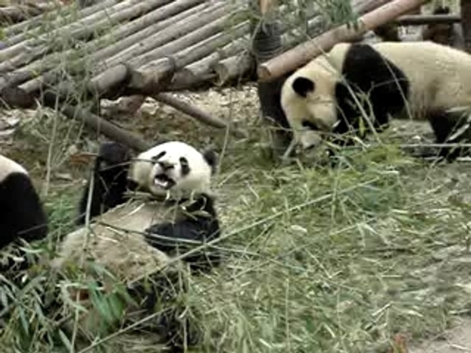 Salut les pandas !