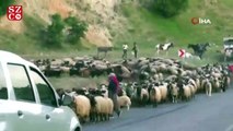 Koyun sürüsü karayolunu trafiğe kapattı, sürücüler şaştı