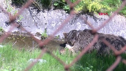BOLU'DA ÖLEN AYI BULUNDUĞU YERDE DOĞAL YEM OLARAK BIRAKILDI