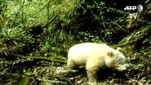 Un raro ejemplar de oso panda albino fue avistado en China