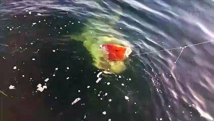 Pescadores têm peixe roubado por tubarão branco