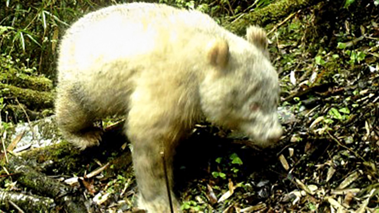 World’s first albino giant panda in the wild spotted in southwest China