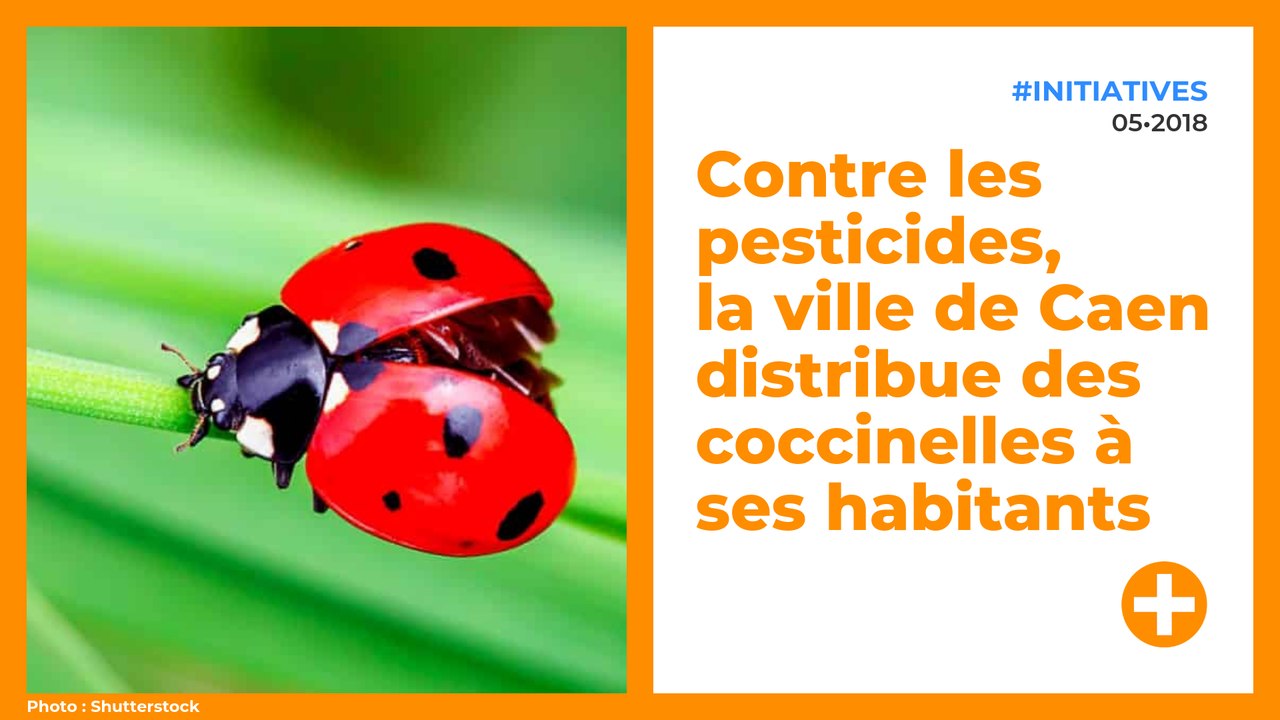 Contre les pesticides, la ville de Caen distribue des coccinelles