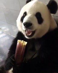 Ce panda mange une grosse et tendre pousse de bambou. Regardez !