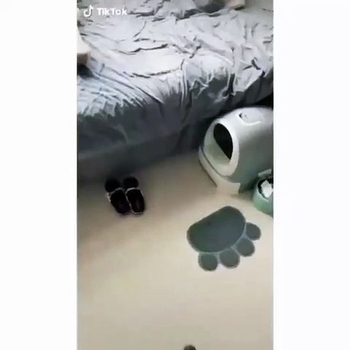 Quand mon chat est confortablement étalé sur mon lit et m'attend pour dormir. Hilarant !