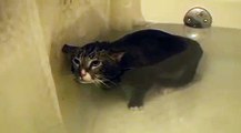 Voici comment un chat miaule sous l'eau et c'est hilarant