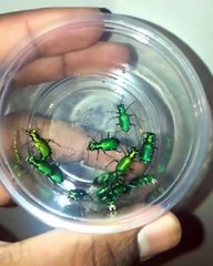 Les Coléoptères tigres sont fascinant à regarder !!