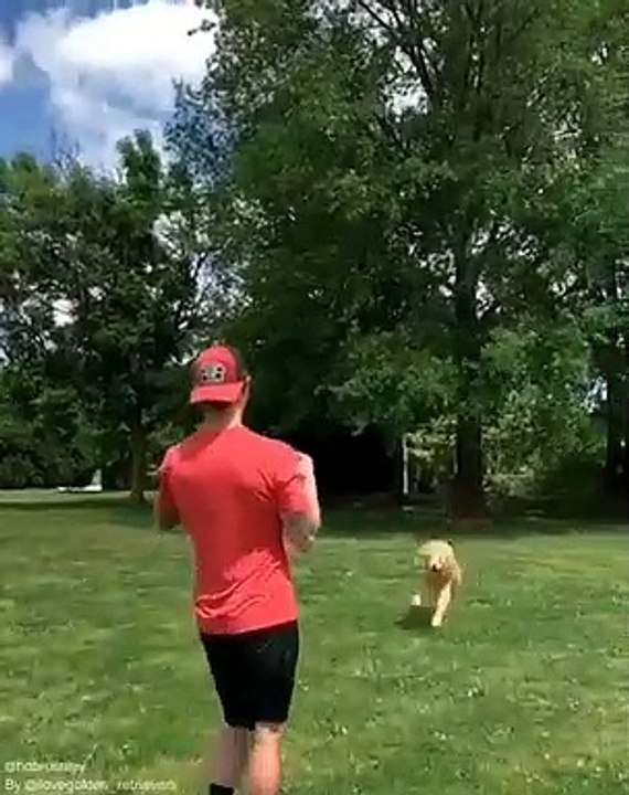 Ce chien ressemble incroyablement à un lion. Époustouflant !