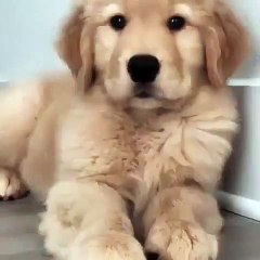 Savez-vous comment donner un Paw-Five ? Ce chiot vous le montre. Regardez !!