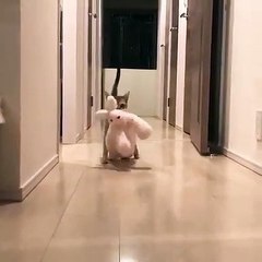 Ce chat refuse d'aller nulle part sans son lapin en peluche. Adorable !