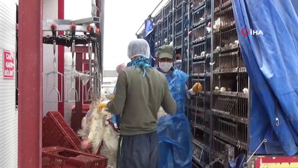 Diyarbakır’dan Avrupa ve Afrika’ya tavuk ihracatı