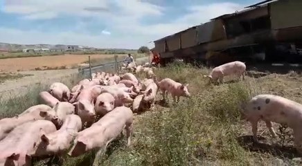 Tải video: Un camión cargado de cerdos vuelca en la AP-68, en Torres de Berrellén (Zaragoza)