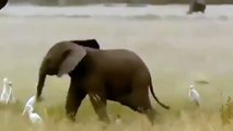 Quand un petit éléphant se prend pour un hélicoptère. A mourir de rire !